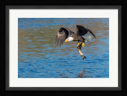 Framed Eagle Catching A Fish,  St John River Print