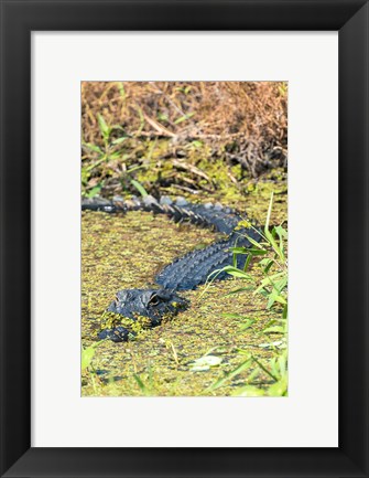Framed Alligator In St John River Print