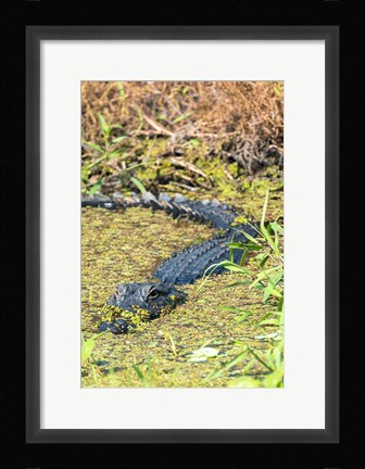 Framed Alligator In St John River Print