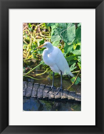 Framed Egret On An Alligator&#39;a Tail Print