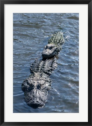 Framed Stacking Alligators Print