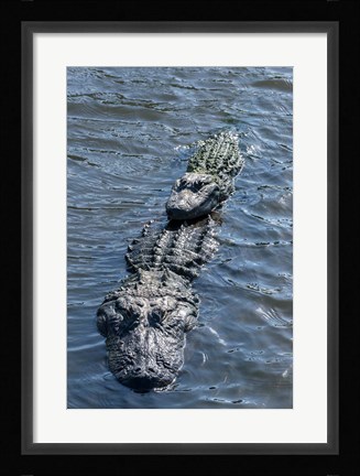 Framed Stacking Alligators Print
