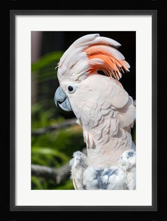 Framed Citron Cockatoo Print