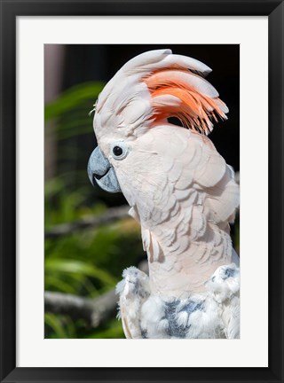 Framed Citron Cockatoo Print