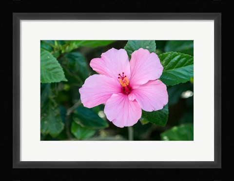 Framed Single Pink Hibiscus Print