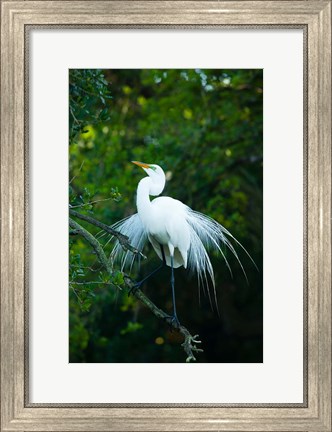 Framed Egret In Breeding Plumage Print