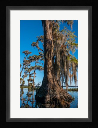 Framed Pond Cyprus And Spanish Moss In A Swamp Print