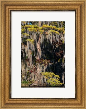 Framed Swamp Cyprus And Spanish Moss Print