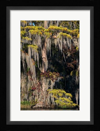 Framed Swamp Cyprus And Spanish Moss Print
