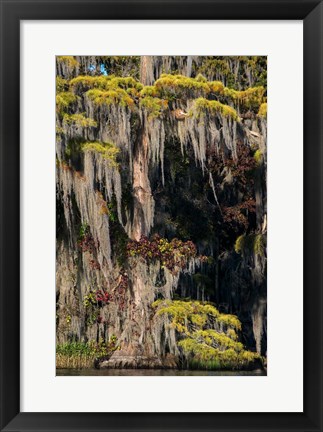 Framed Swamp Cyprus And Spanish Moss Print