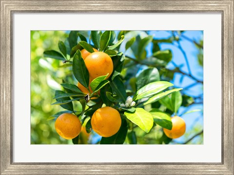 Framed Florida Orange Tree Print