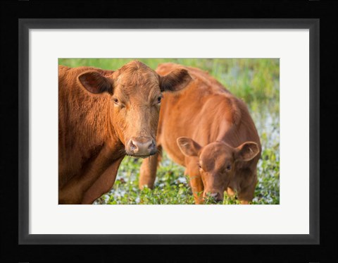 Framed Close-Up Of Red Angus Cow Print
