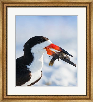 Framed Black Skimmer With Food, Gulf Of Mexico, Florida Print