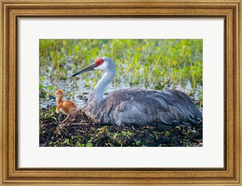 Framed Sandhill Crane On Nest With First Colt Print
