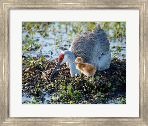 Framed Sandhill Crane Waiting On Second Egg To Hatch, Florida Print