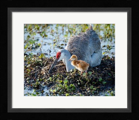 Framed Sandhill Crane Waiting On Second Egg To Hatch, Florida Print