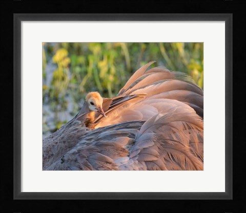 Framed Sandhill Crane On Nest With Baby On Back, Florida Print