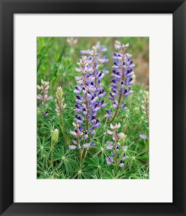 Framed Tailcup Lupine, New Mexico Print