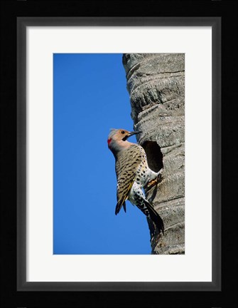 Framed Northern Flicker At Nest Cavity, Florida Print