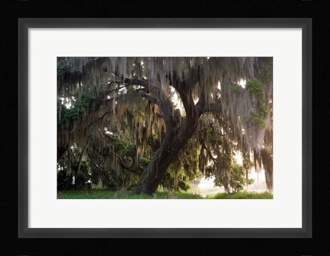 Framed Morning Light Illuminating The Moss Covered Oak Trees, Florida Print