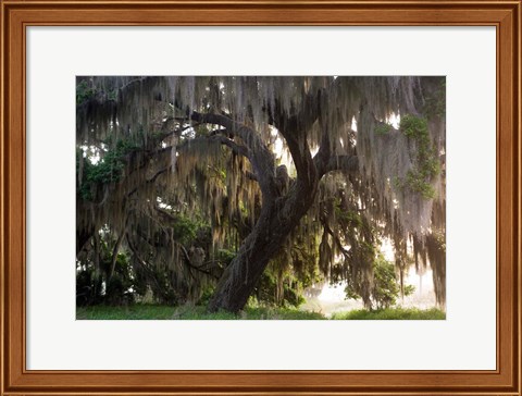 Framed Morning Light Illuminating The Moss Covered Oak Trees, Florida Print