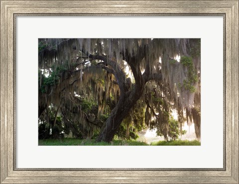 Framed Morning Light Illuminating The Moss Covered Oak Trees, Florida Print