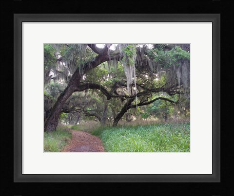Framed Trail Beneath Moss Covered Oak Trees, Florida Florida Print