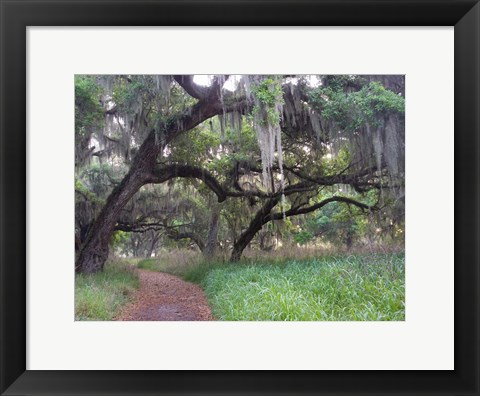 Framed Trail Beneath Moss Covered Oak Trees, Florida Florida Print