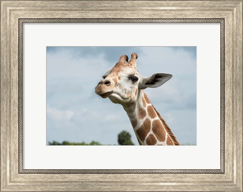 Framed Close-Up Of Giraffe Against A Cloudy Sky Print