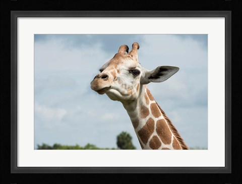 Framed Close-Up Of Giraffe Against A Cloudy Sky Print
