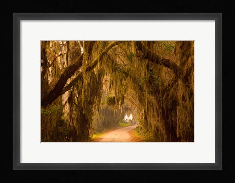 Framed Savannah Wildlife Refuge, Georgia Print