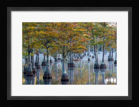 Framed Pond Cyprus At  George L Smith State Park, Georgia Print