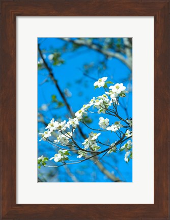 Framed Flowering Dogwood, Savannah, Georgia Print