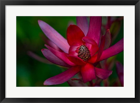 Framed Hawaiian Wildflower Protea Print