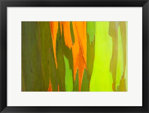 Framed Rainbow Eucalyptus Bark, Hawaii Print
