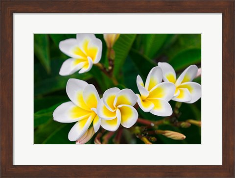 Framed Plumeria Flowers, Island Of Kauai, Hawaii Print
