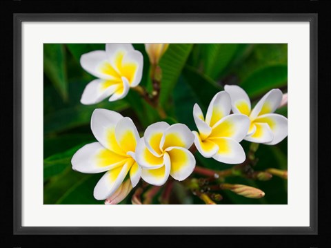 Framed Plumeria Flowers, Island Of Kauai, Hawaii Print