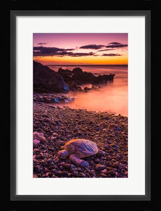 Framed Hawaiian Green Sea Turtle On A Lava Beach At Sunset, Hawaii Print