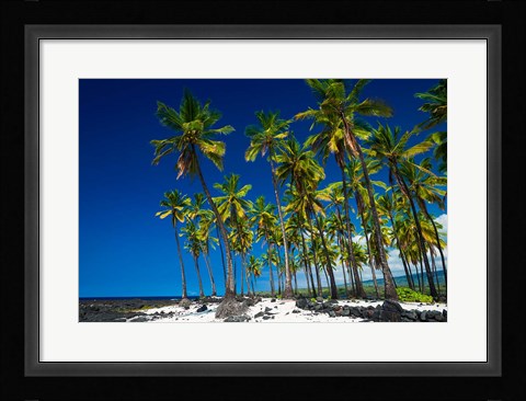 Framed Coconut Palms At Pu'uhonua O Honaunau National Historic Park, Hawaii Print