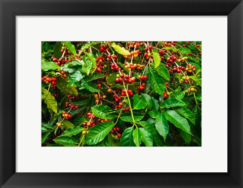 Framed Red Kona Coffee Cherries, Hawaii Print