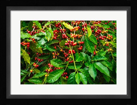Framed Red Kona Coffee Cherries, Hawaii Print