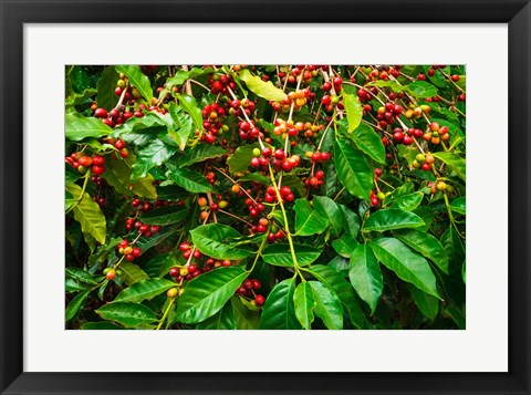 Framed Red Kona Coffee Cherries, Hawaii Print
