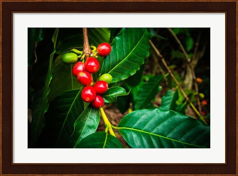 Framed Red Kona Coffee Cherries On The Vine, Hawaii Print