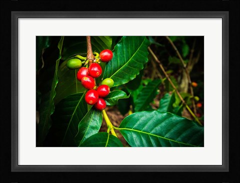 Framed Red Kona Coffee Cherries On The Vine, Hawaii Print
