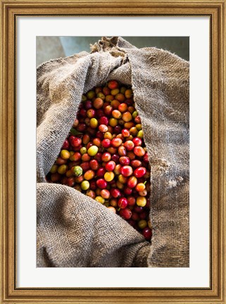 Framed Harvested Coffee Cherries In A Burlap Sack, Hawaii Print