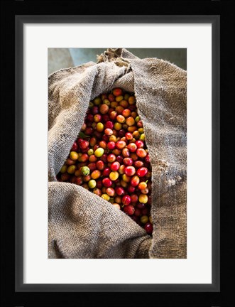 Framed Harvested Coffee Cherries In A Burlap Sack, Hawaii Print