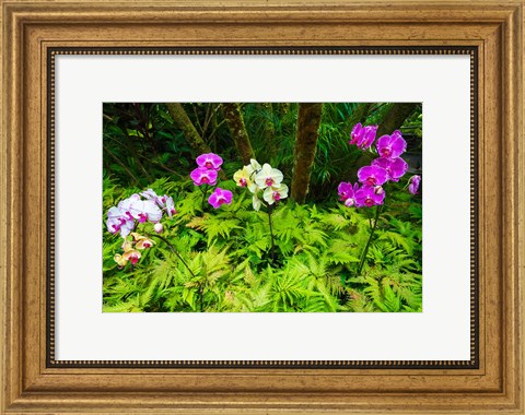 Framed Orchids At The Hawaii Tropical Botanical Garden Print