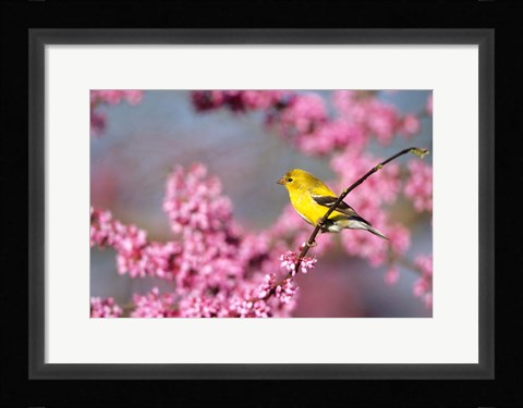 Framed American Goldfinch In Eastern Redbud, Marion, IL Print