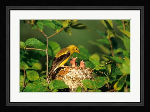 Framed American Goldfinch With Nestlings At Nest, Marion, IL Print