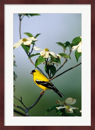 Framed American Goldfinch In A Dogwood Tree, Marion, IL Print